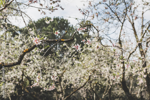Almonds blossom in Madrid (Quinta de los Molinos Park) (ID: 334518099)