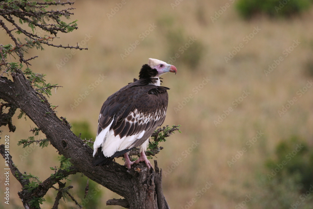 Fototapeta premium vulture in the serengeti