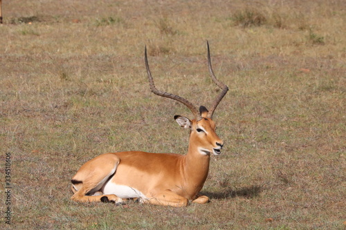 impala chewing cud lying down