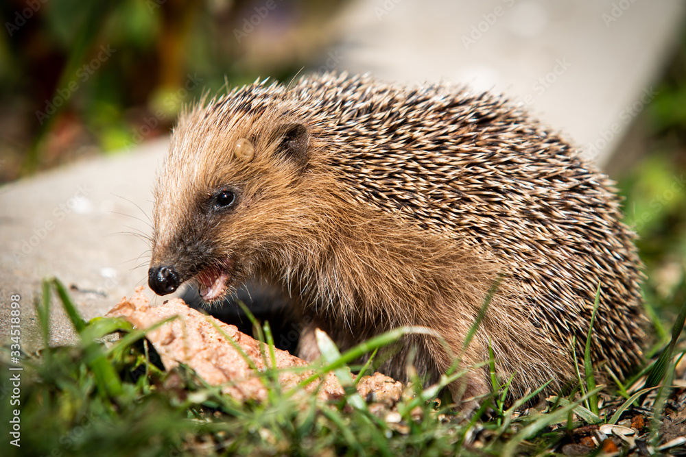 Ein Igel beim Fressen Ein Igel beim Fressen