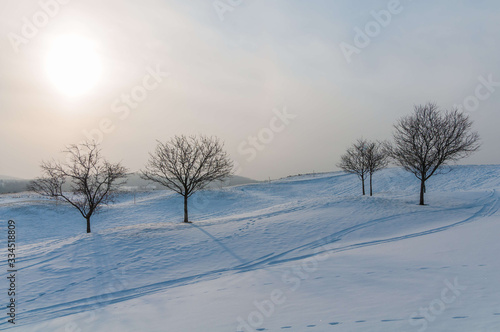 Barren trees on a snow covered landscape