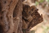 lion cub hiding between a tree