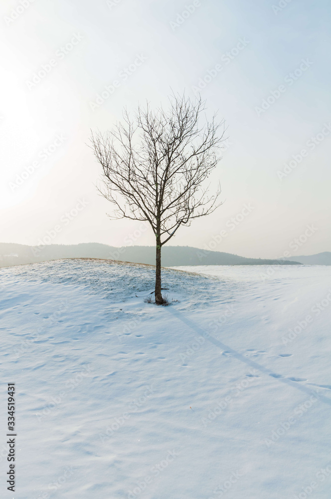 Barren trees on a snow covered landscape in Waterbury Center Vermont Barren trees on a snow covered landscape in Waterbury Center Vermont