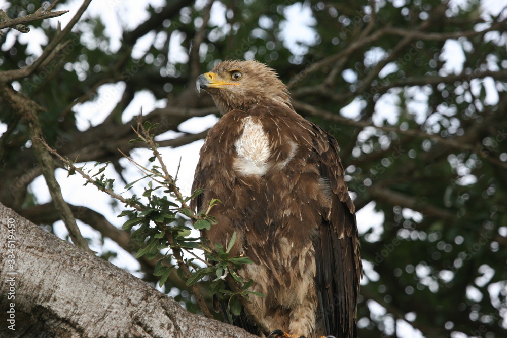 Towny eagle close up perched on a tree Towny eagle close up perched on a tree