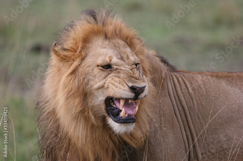 an angry lion grawling at the camera