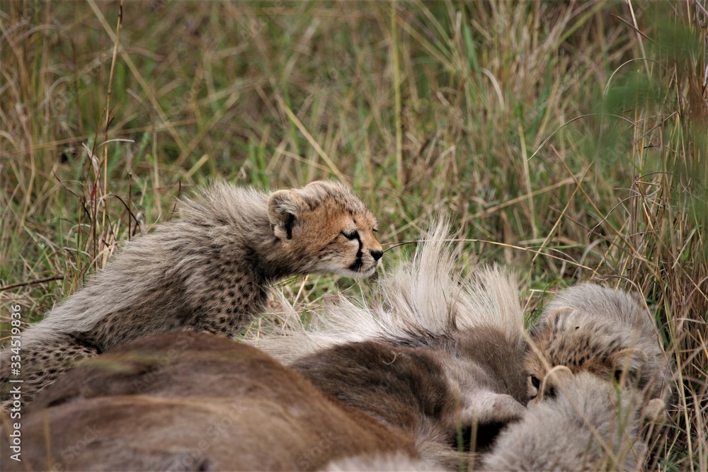 cheetah cub in a attentive mood cheetah cub in a attentive mood