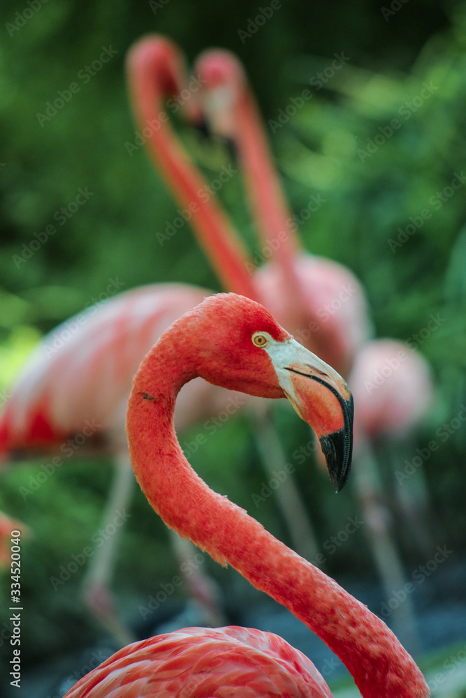 Obraz premium Flamant rose, ménagerie du jardin des plantes, paris