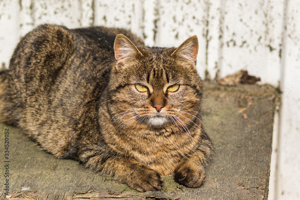 A delightful tricolor cat lies in a dirty corner in the open air and looks at the photographer. Sunny day in the park. Domestic cat. Pets. Close-up.