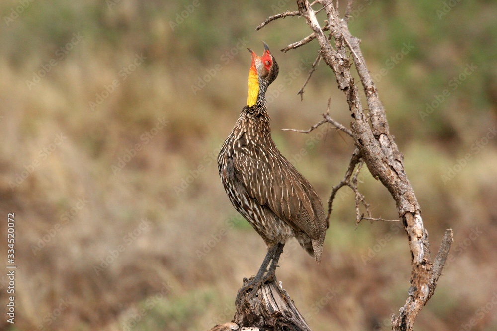 Naklejka premium yellow necked spurfowl