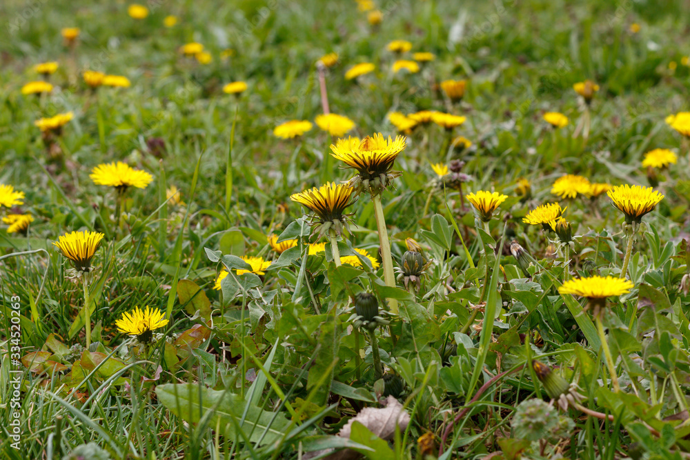 Beautiful Yellow Dandelion Flowers Spring Blossom Beautiful Yellow Dandelion Flowers Spring Blossom