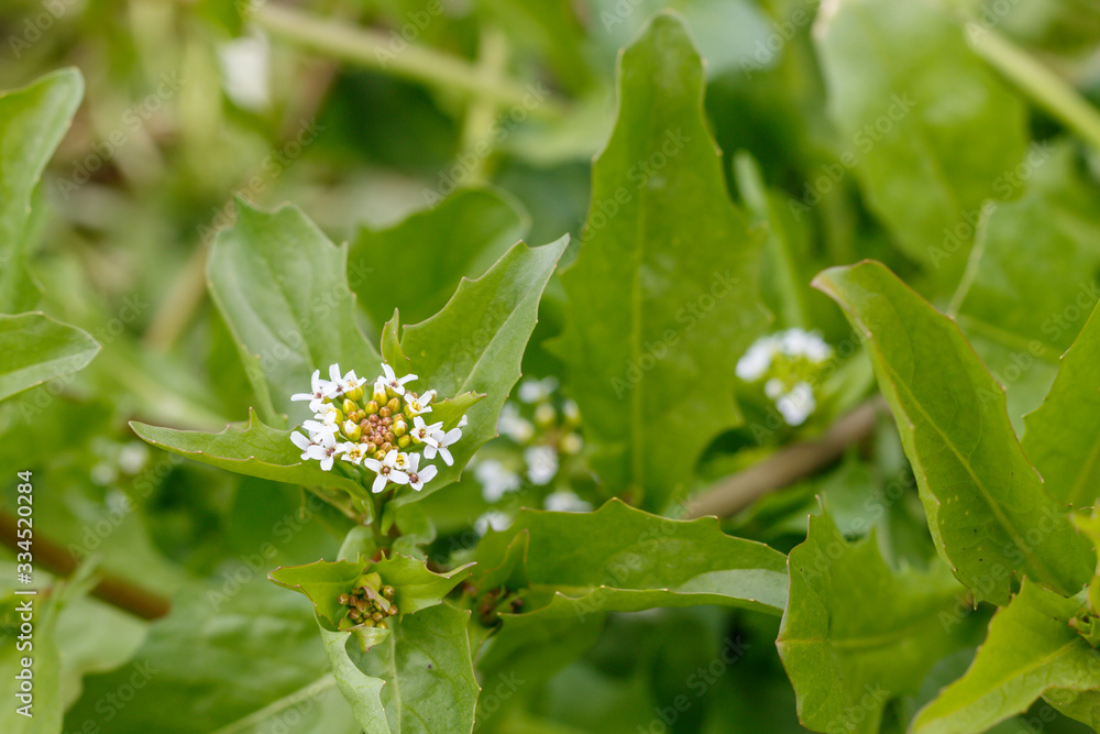 Beautiful Wild White Flowers Spring Blossom