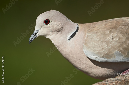 Half-collared dove or ring-necked dove (Streptopelia decaocto) close-up in nature © Thomas Marx