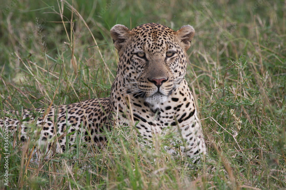 face of a young leopard sitting down face of a young leopard sitting down