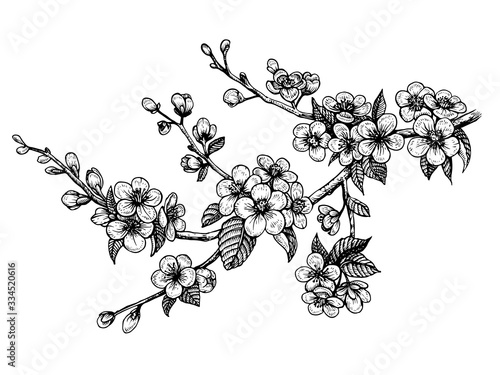 Blooming cherry branch, vector illustration. Sakura spring flowers.