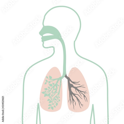Human silhouette and respiratory system, lungs