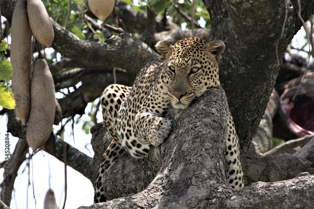 Obraz premium leopard resting on the tree