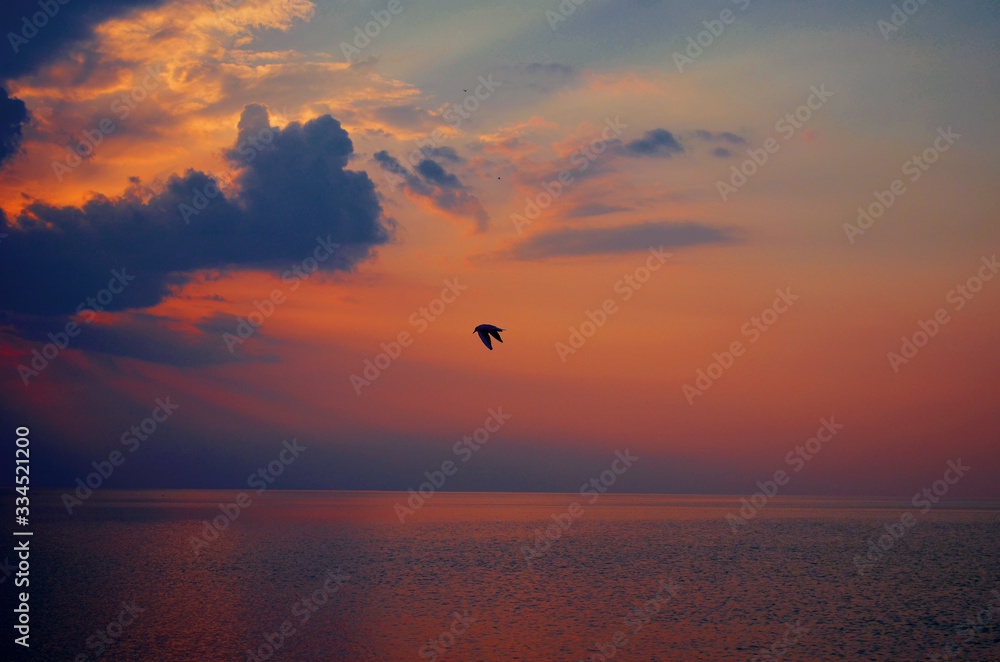 Lonely bird flying during beautiful sunset above the sea