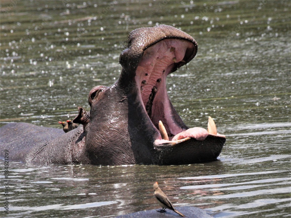 Fototapeta premium hippopotamus in water yawning