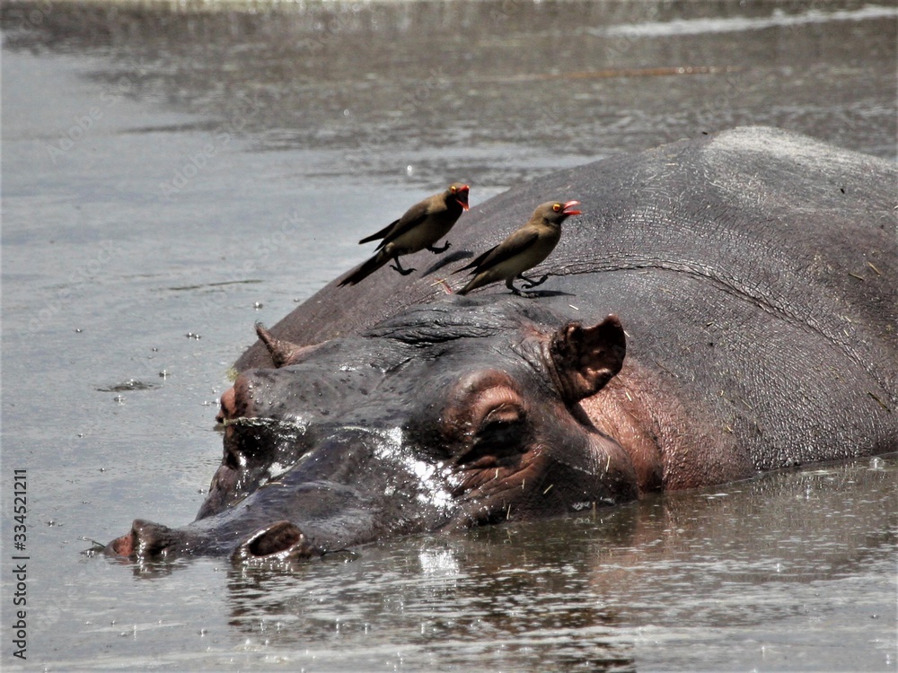 Fototapeta premium hippopotamus in water with oxpeckers on his head