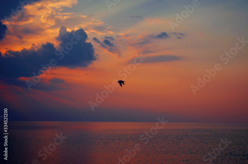 Lonely bird flying during beautiful sunset above the sea