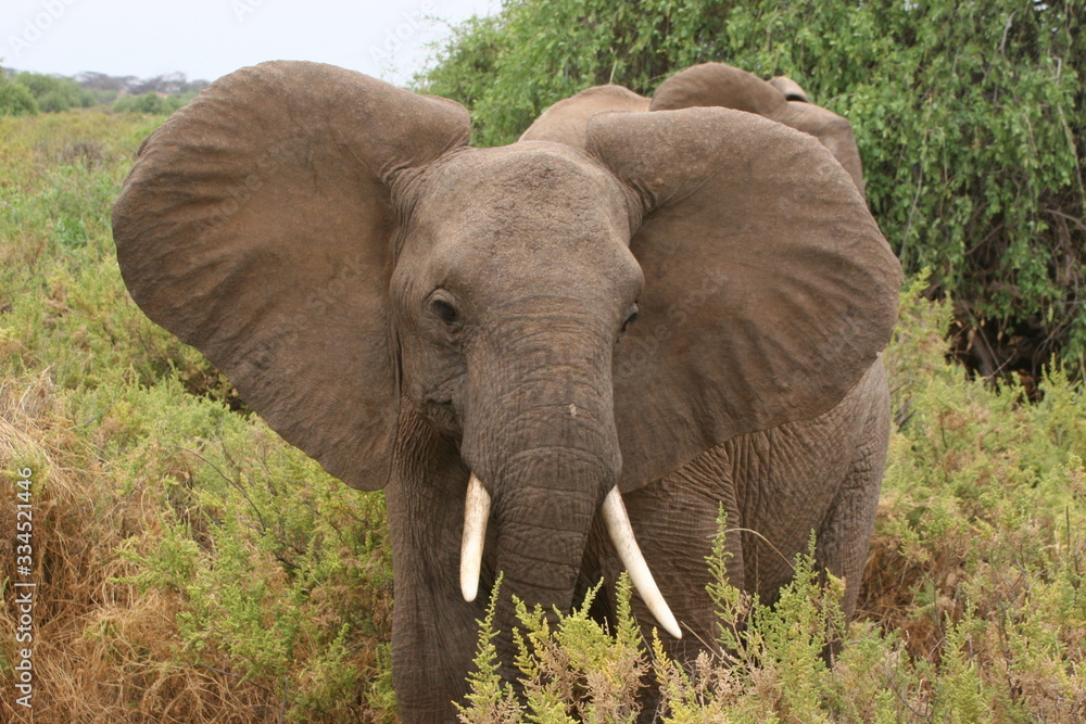 elephant with ears spread out