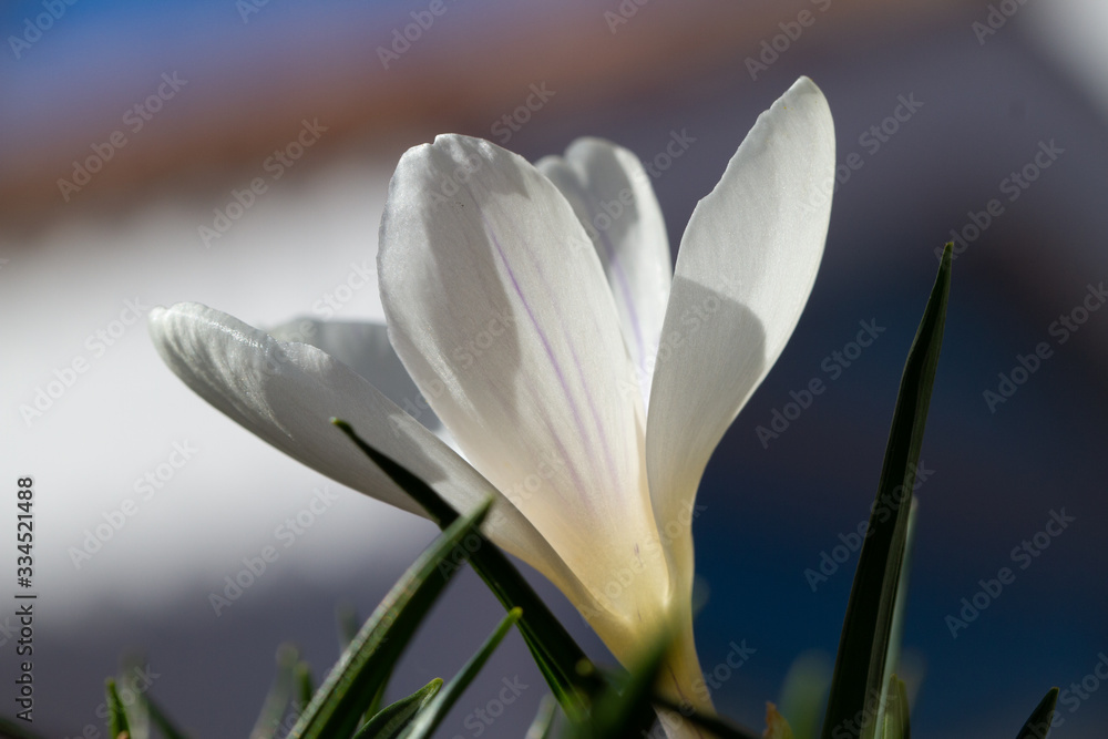 Obraz premium Crocus vernus violet flower