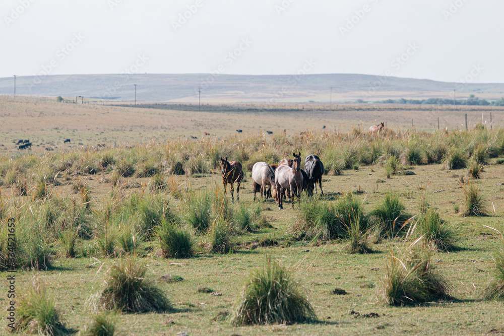 horses in the field horses in the field