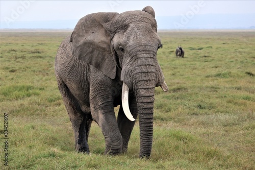 A very old elephant with a broken tusk