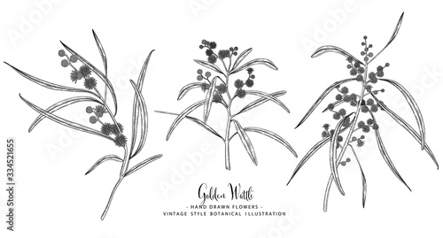 Vector Sketch Golden Wattle (acacia pycnantha) decorative set. Hand Drawn Botanical Illustrations. Black and white with line art isolated on white backgrounds. Plant drawings. Retro style elements.