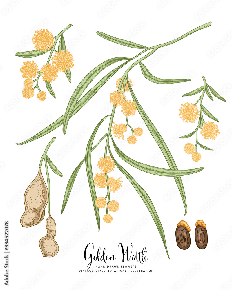 Vector Sketch Golden Wattle (acacia pycnantha) decorative set. Flowers ...