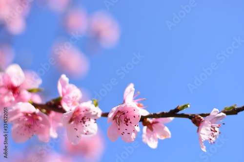 pink cherry blossom