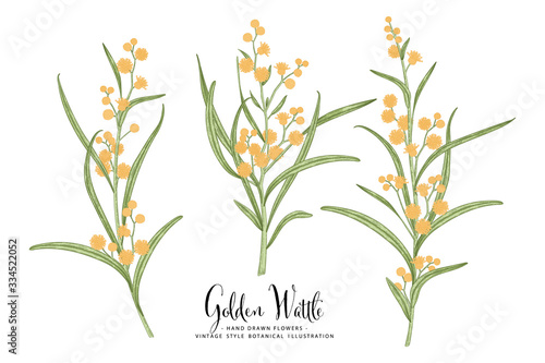 Vector Sketch Golden Wattle (acacia pycnantha) decorative set. Hand Drawn Botanical Illustrations. Line art isolated on white backgrounds. Plant drawings. Retro style elements.