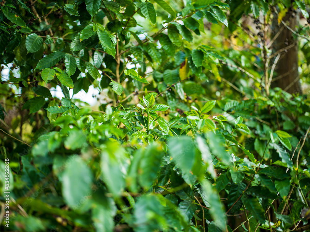 coffee tree with berries