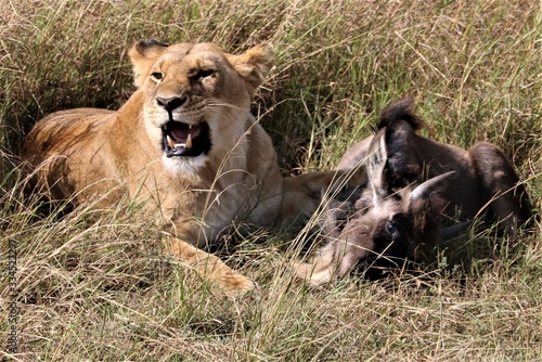 Fototapeta Naklejka Na Ścianę i Meble -  lioness hunting