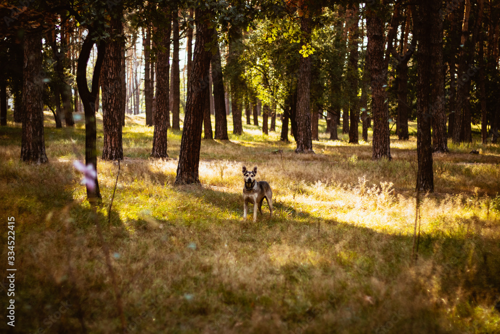 Fototapeta premium Dog in the forest