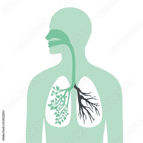 Human silhouette and respiratory system, lungs