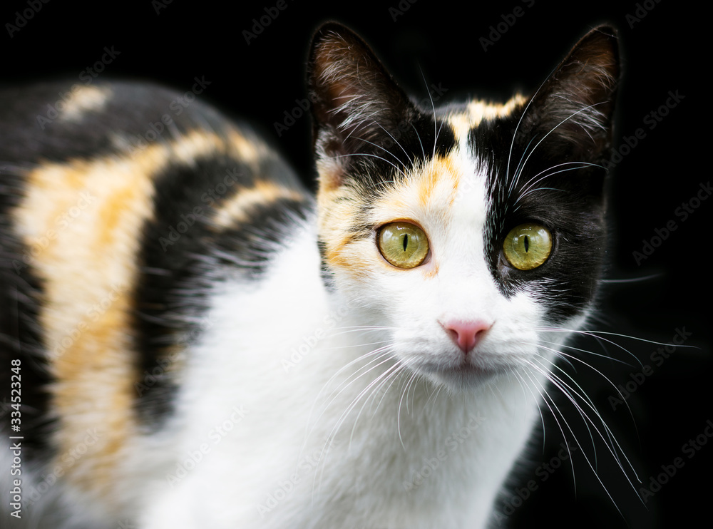 Portrait of a beautiful tricolor cat against a black background