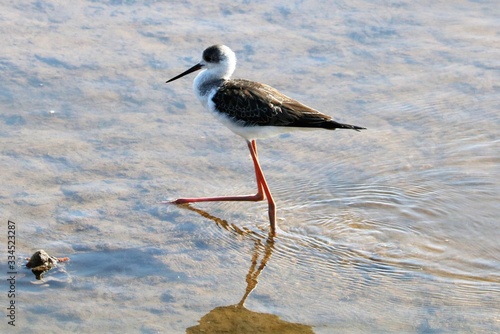 spurwinged stilt standing in the water photo