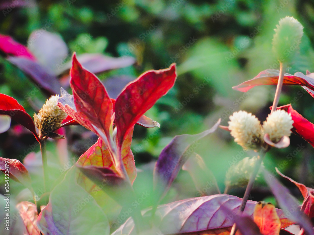 red maple leaves red maple leaves