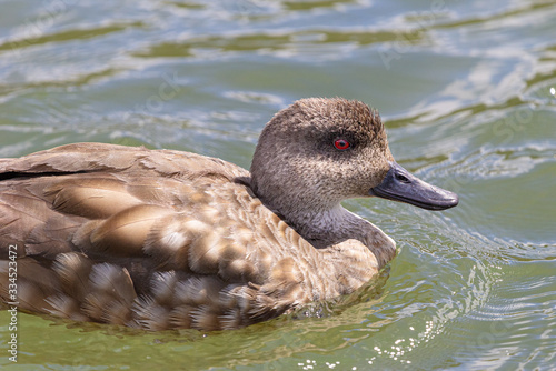 South American crested duck (Lophonetta specularioides) swimming on Lapataia River - Ushuaia - Argentina photo