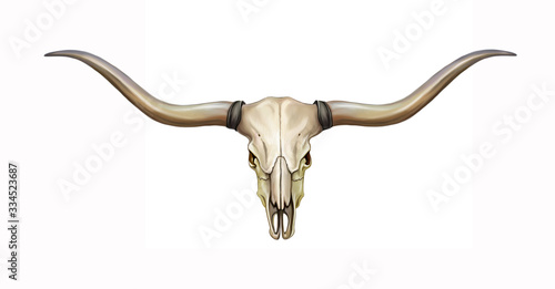 longhorn skull with horns photo