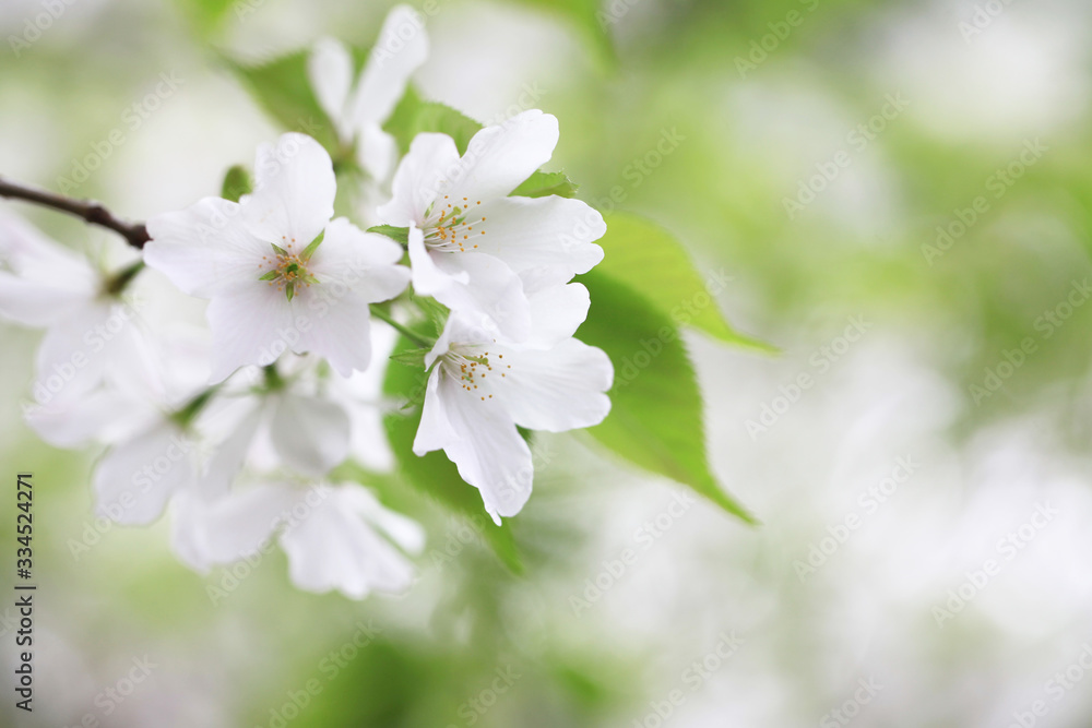 Obraz premium 桜（オオシマザクラ）