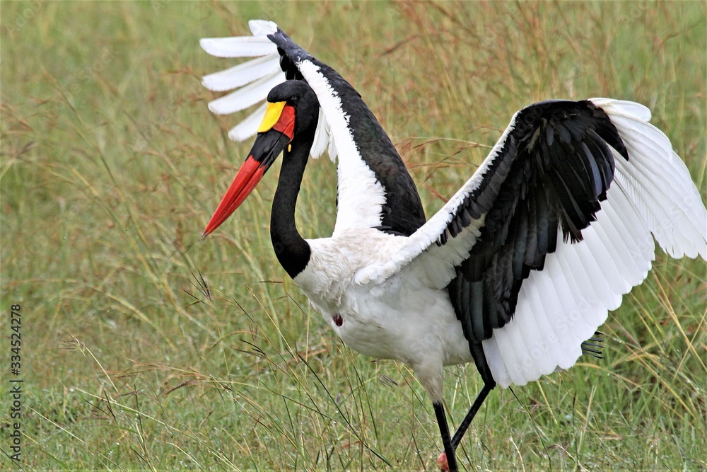 Naklejka premium saddlebilled stork with wings open