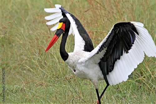 saddlebilled stork with wings open photo