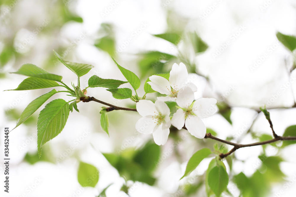 桜(オオシマザクラ) 桜(オオシマザクラ)