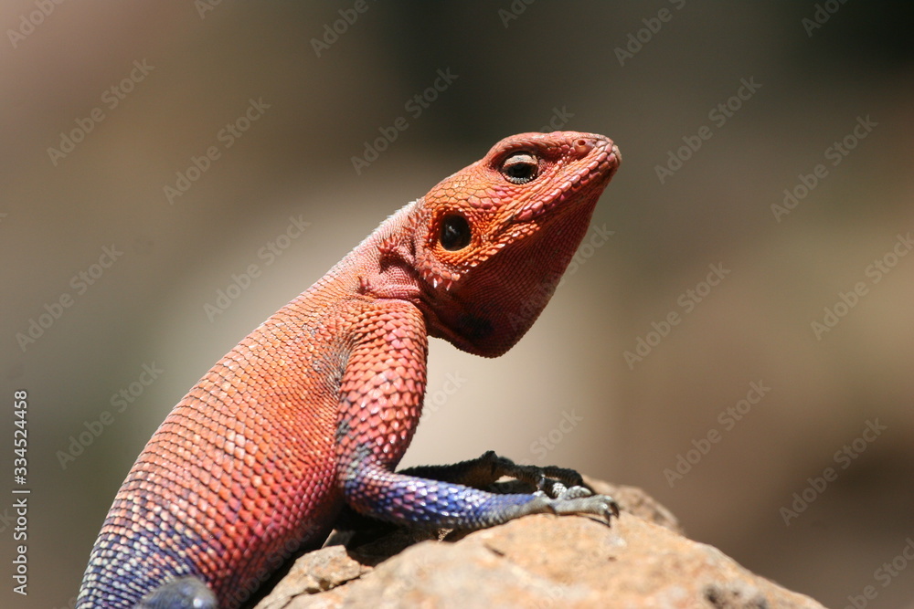 agama lizard in breeding colors agama lizard in breeding colors