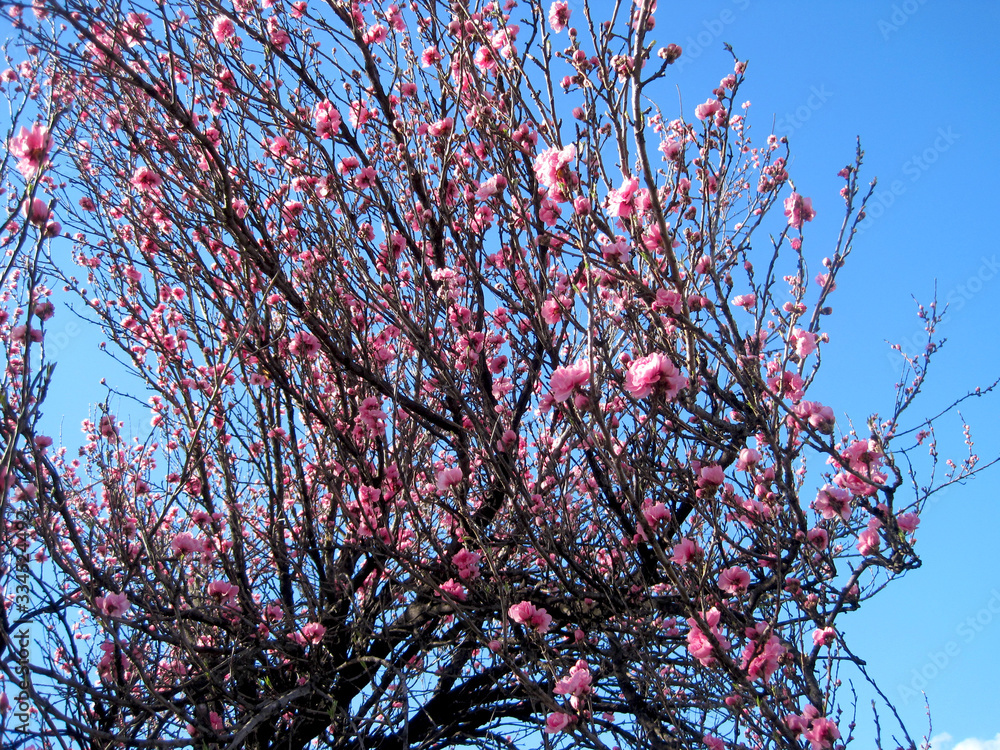 deep pink cherry blossoms