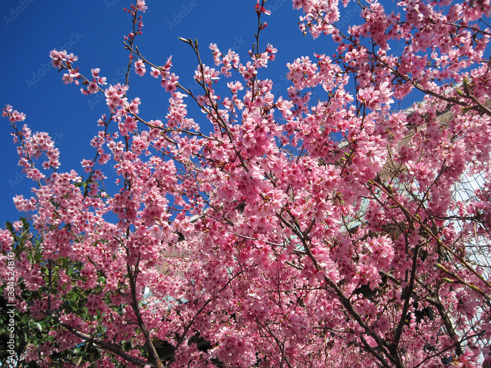 deep pink cherry blossoms