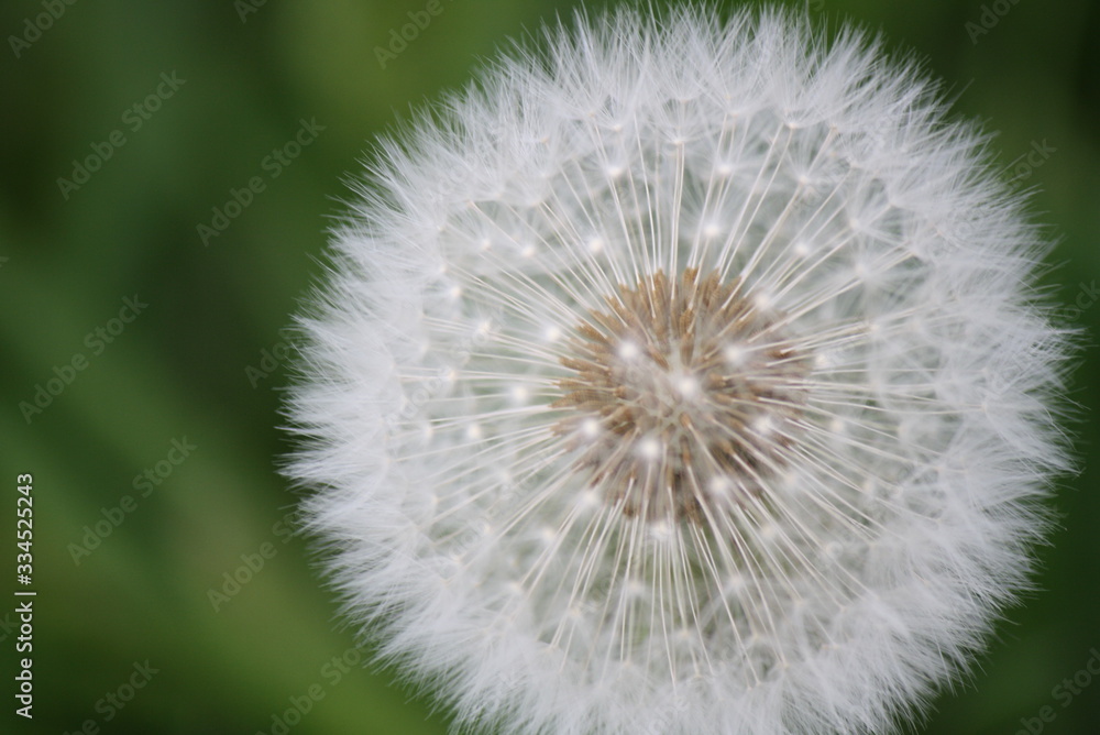 Fototapeta premium Löwenzahn, Pusteblume