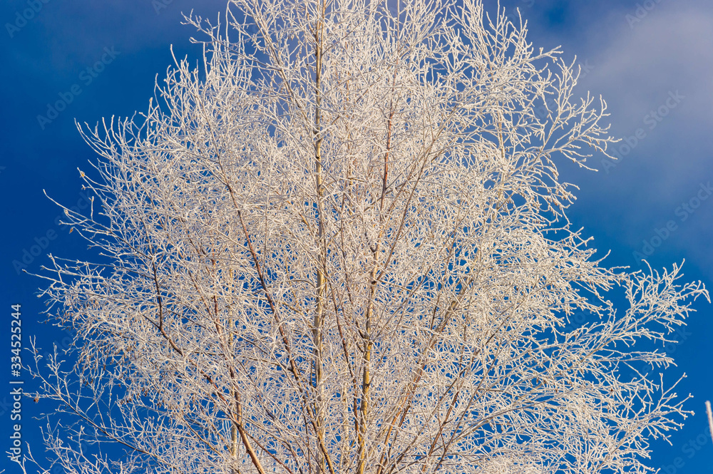 Frost covered bare tree in Stowe Vermont USA